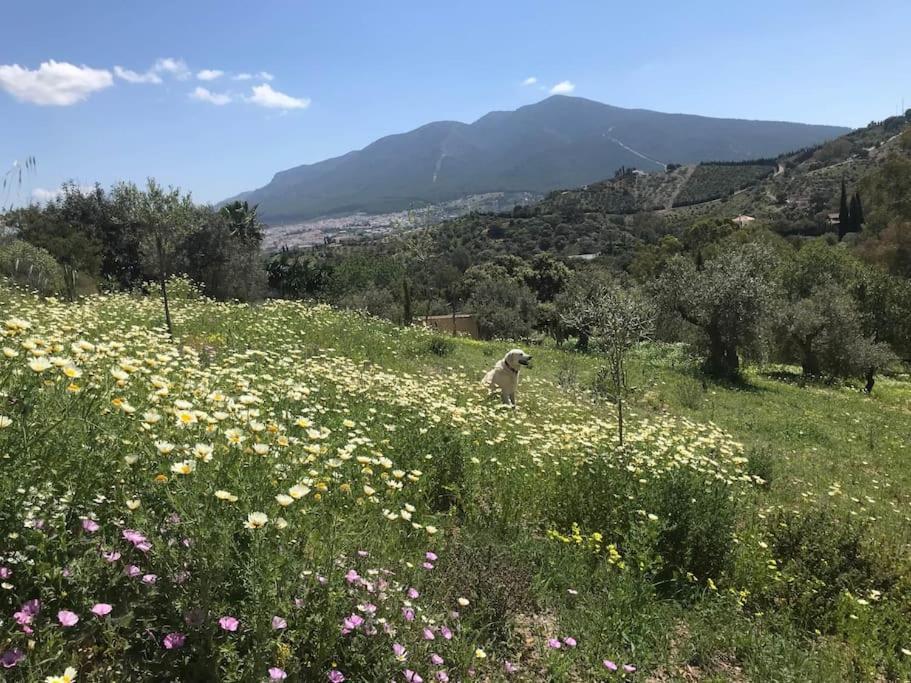 Penthouse Apartment, Cortijo Fruitful Hills Málaga Buitenkant foto